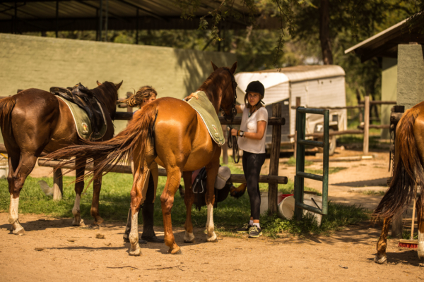 girl tacking up chestnut horse