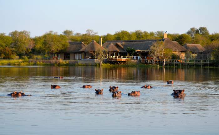 group of hippopotamus in a river at a big dam on the Makalali Game Reserve