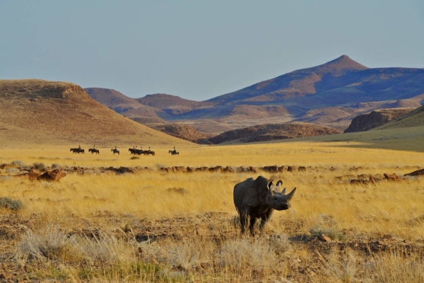 Black Rhino encounter on horseback