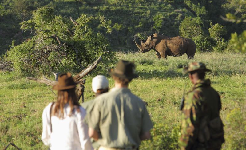 Guided walk with rhino in Kenya