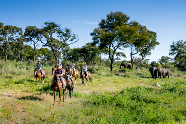 horse riders with elephants