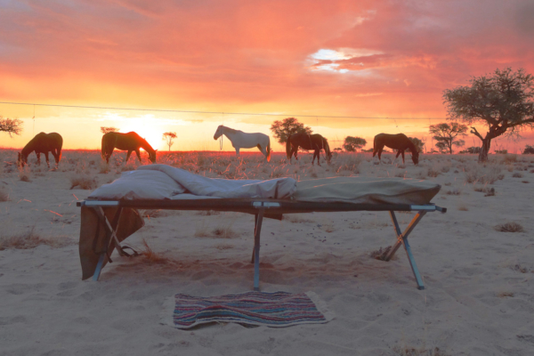 a camping bed in the middle of a safari with horses at the back