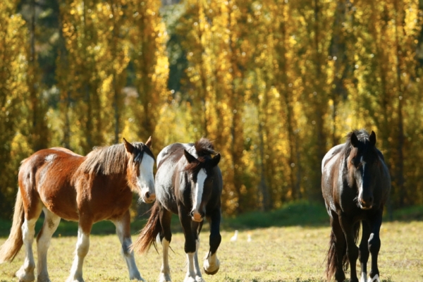 Horses living the best life