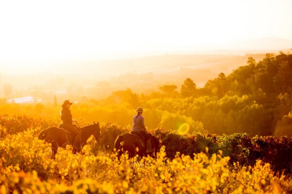 CapeWinelands-TCunniffe10 CapeWinelands-TCunniffe10
