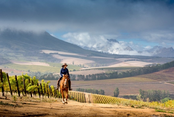 A man horse riding in the Cape Winelands landscape