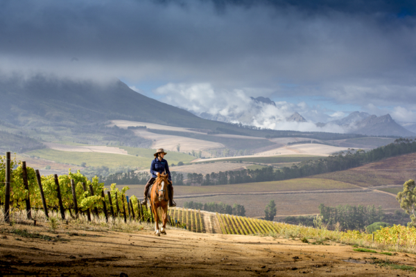 Scenic rides followed by world class wine tasting