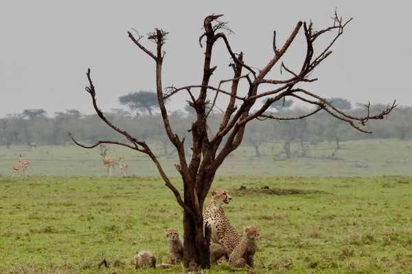 Cheetahs in the Masai Mara