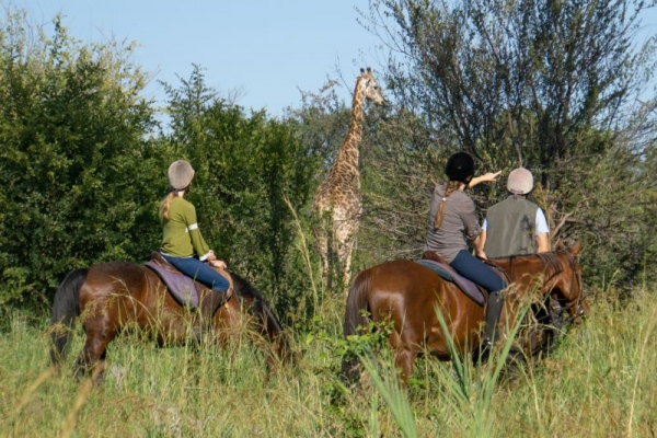 Giraffe encounter on horseback