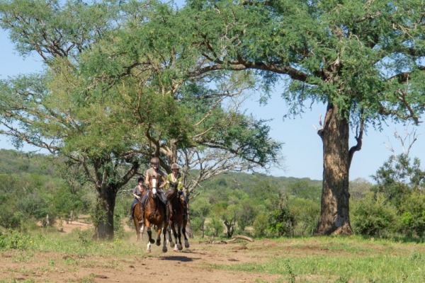 Horses galloping under tall trees