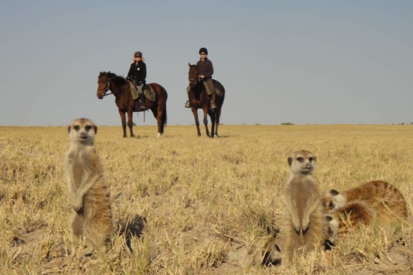 Meerkats with horse riders