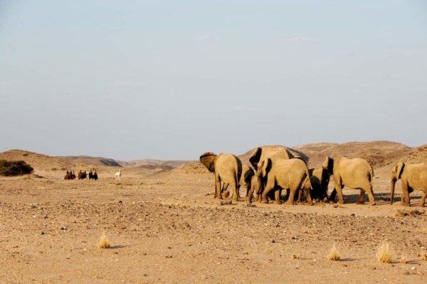 Desert adapted elephants