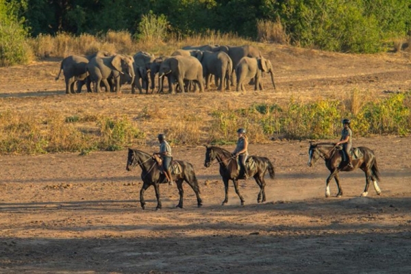 horse riding with elephants