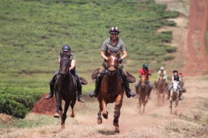 Horseback riders galloping through farmlands