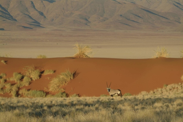 Desert adapted oryx