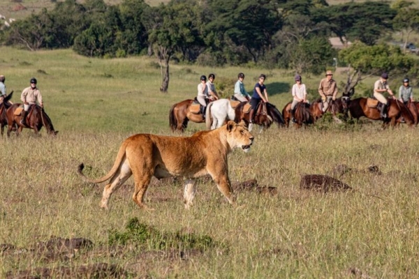 Horse safari with lion