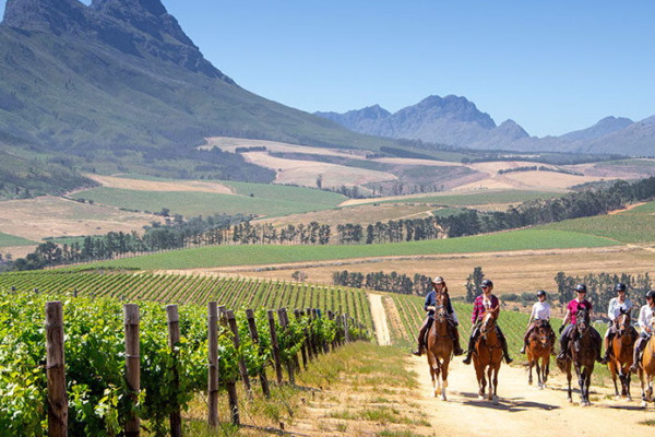Cape winelands horse riding