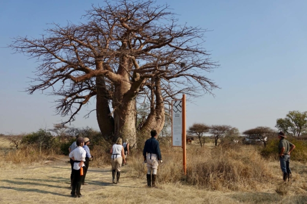 Horseriders walking towards large baobab