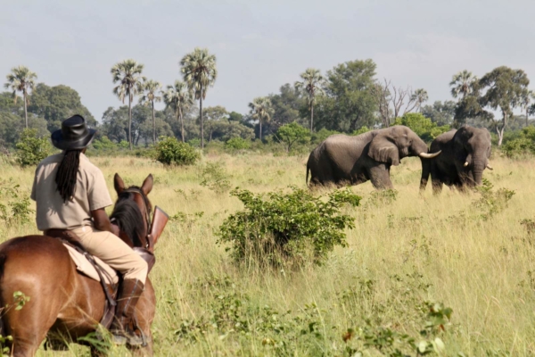 Horse safari guide watching elephants
