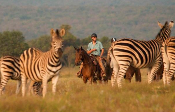 An equestrian horseriding in a safari with zebras