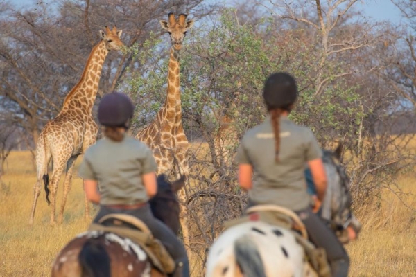 Seeing giraffe at Horizon Horseback in South Africa