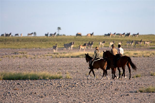 Three horse riders with herd of zebra
