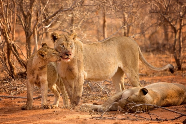 Lions seen on Big 5 Game Drive