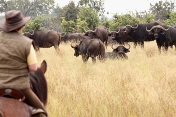 Horse rider and buffalo in Okavango Delta
