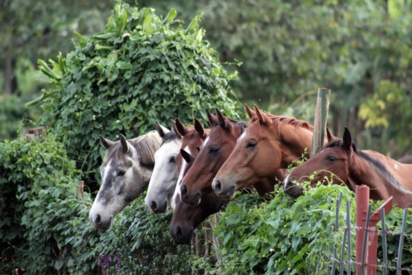 Curious horses gazing over an ivy covered fence