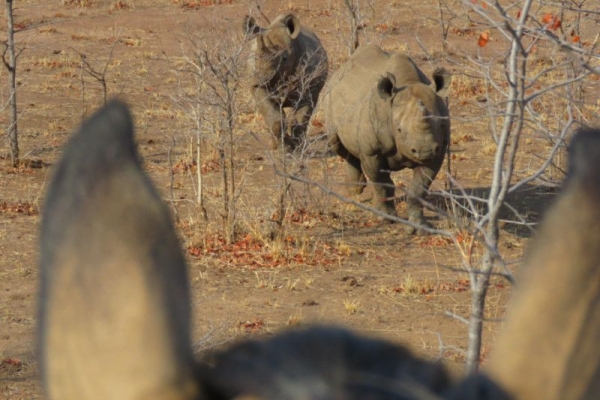 Rhino seen from horseback