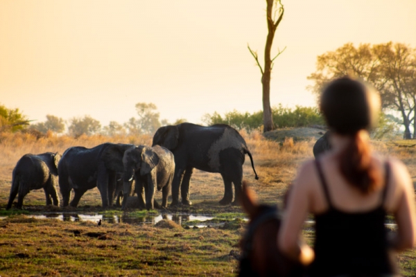 Horse riding with elephants in the Okavango Delta