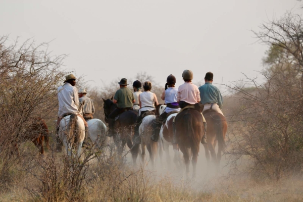 Group of horses riding between thorn bushes in dust