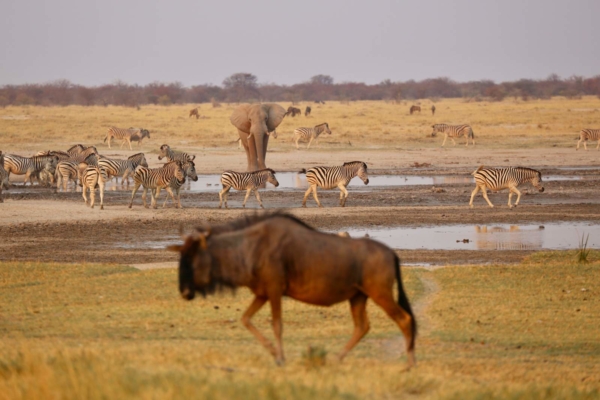Wildebeest in front of zebra and elephant at waterhole