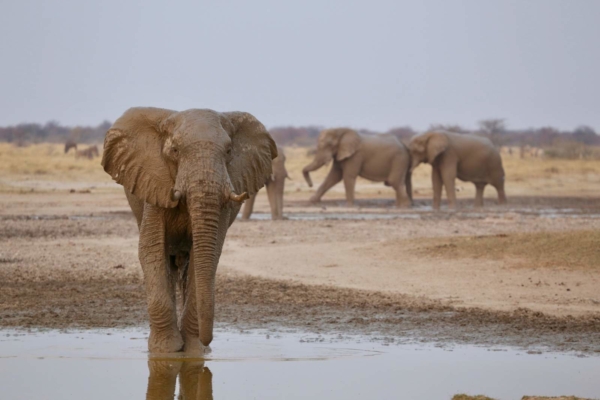 Dusty elephants at waterhole