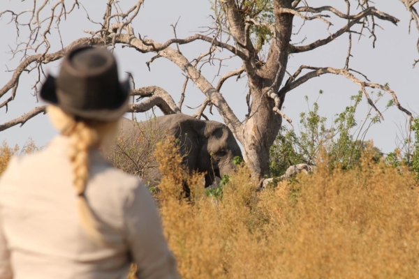 Woman from back with elephant and tree in focus