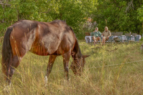 Grazing horse with picnic in background