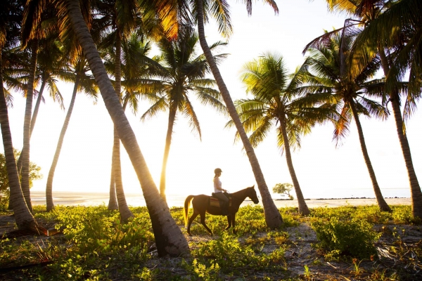 Horse riding between palmtrees