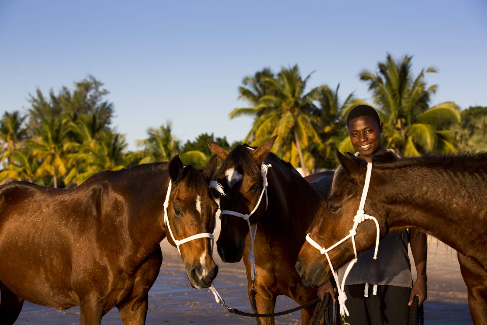 Horses and smiling groom on tropical island