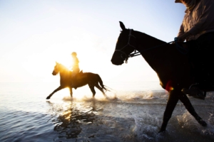 Horseback riders galloping at sunset