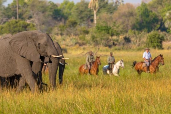 Horse riding with elephants at Macatoo Camp in the Okavango Delta