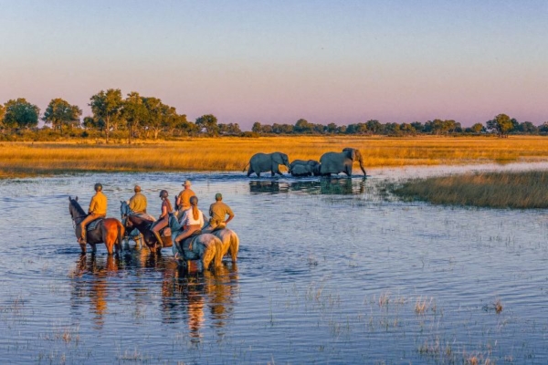 Horse safari with elephant in the Okavango Delta at Macatoo Lodge