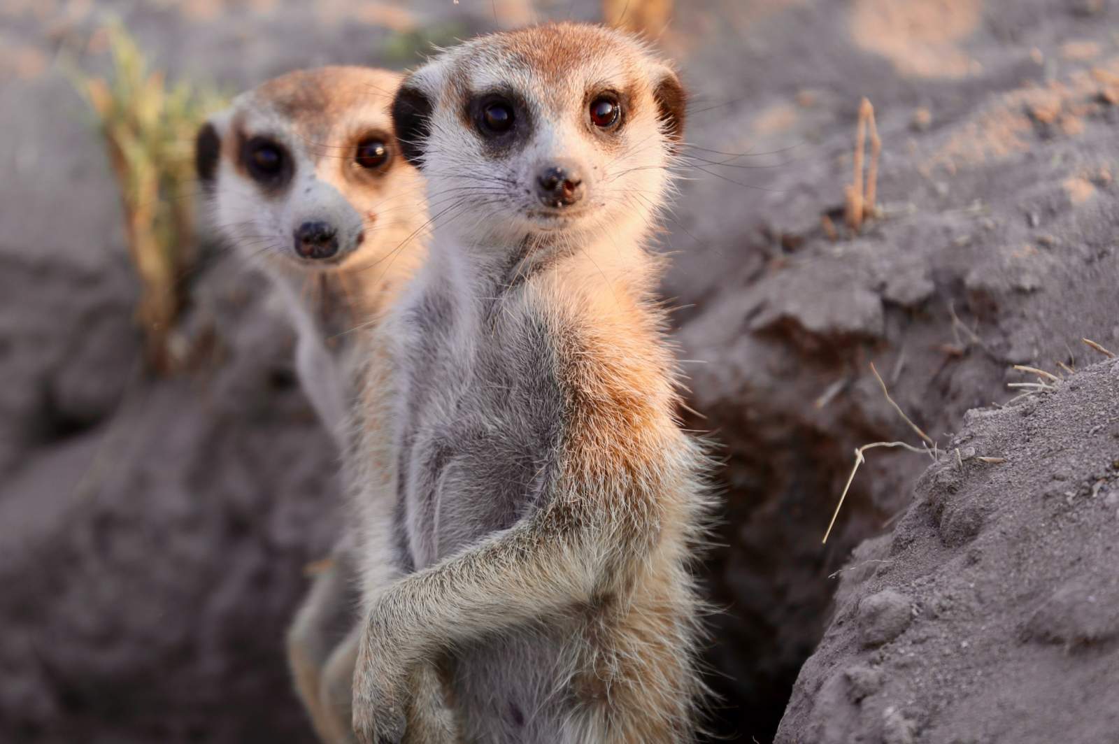 Two meerkats staring at camera