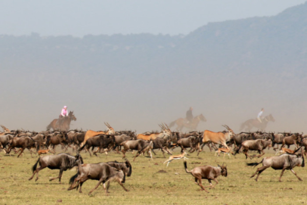 horse riding with Wildebeest
