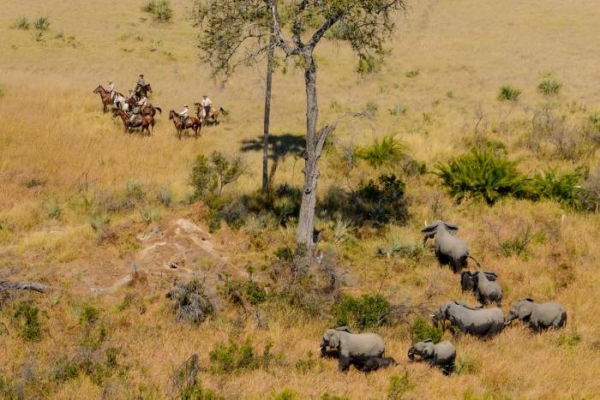 Okavango Delta horse riding with elephants