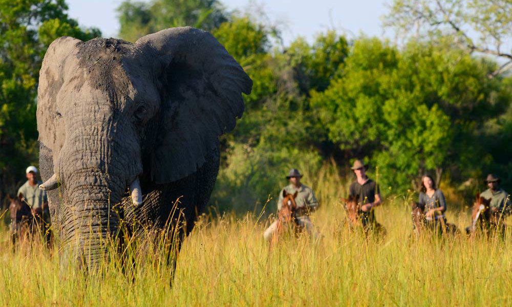 Horse riding with elephants