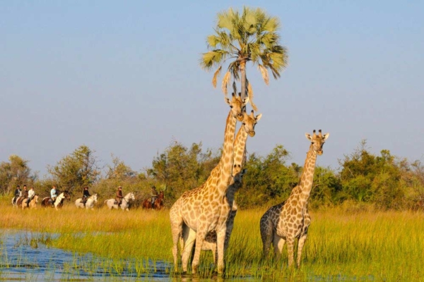 Okavango Delta horse riding with giraffe