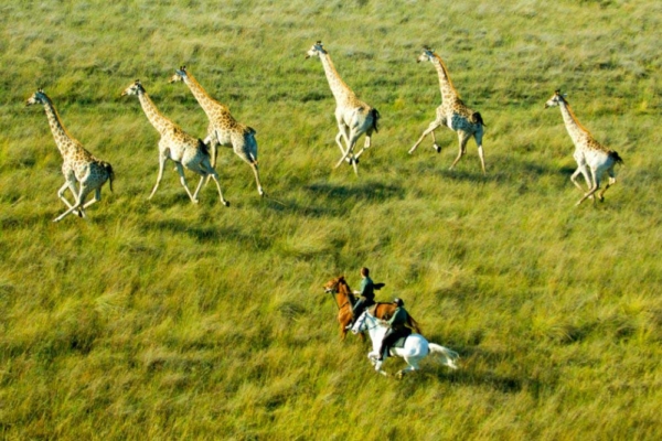 Okavango Delta horse riding with giraffe