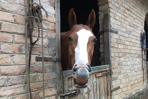 Top class stables and happy horses