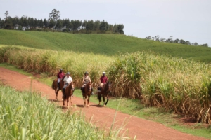 Horse riders in Sugarcane