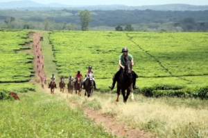Horses galloping through farmland