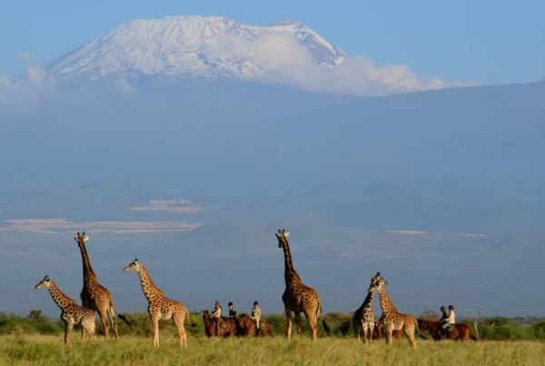 Horses and giraffe in front of Mt Kilimanjaro